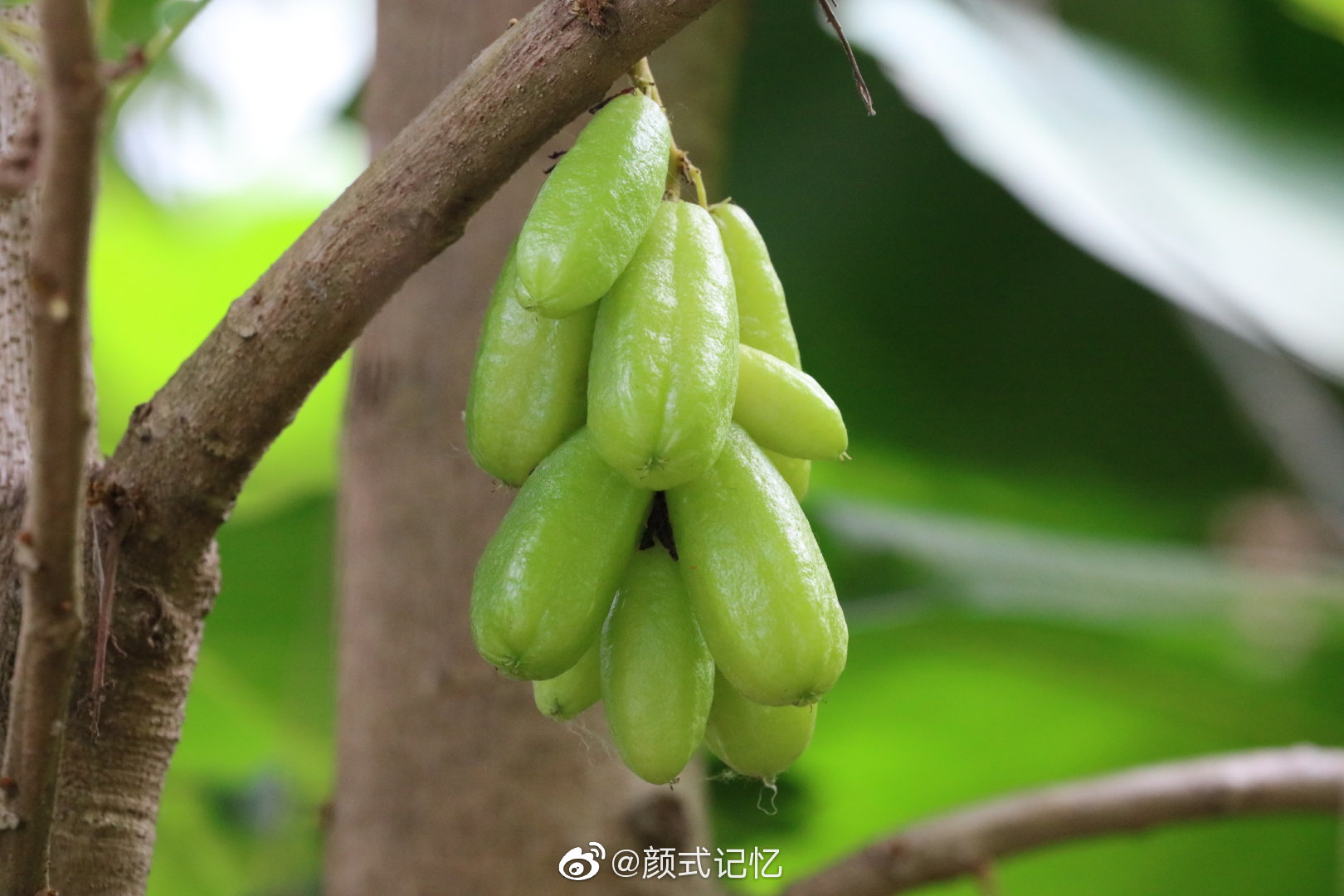 开心果绿宝石栗豆树名字出自查花软件已成果未见花