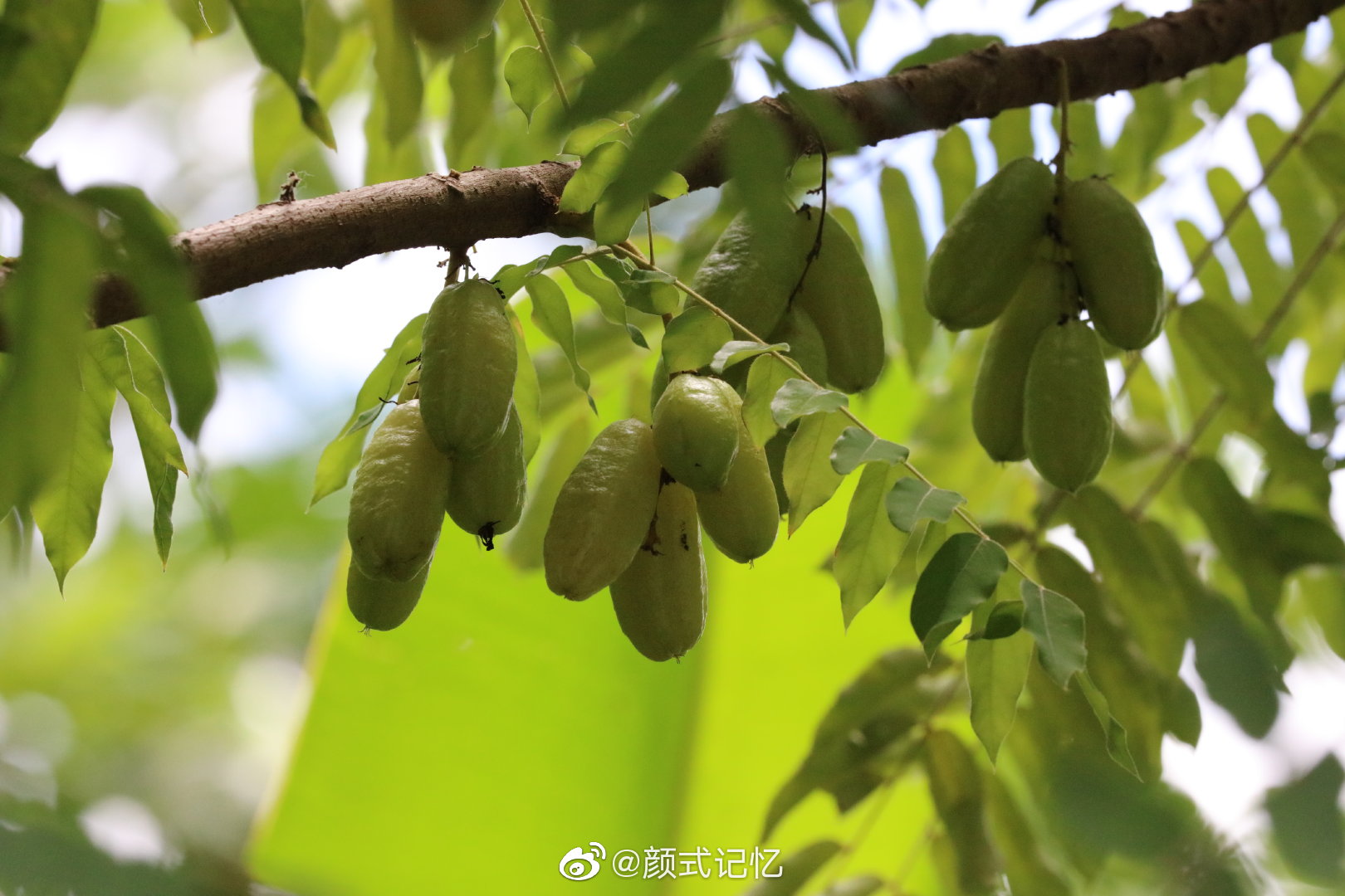 开心果绿宝石栗豆树名字出自查花软件已成果未见花