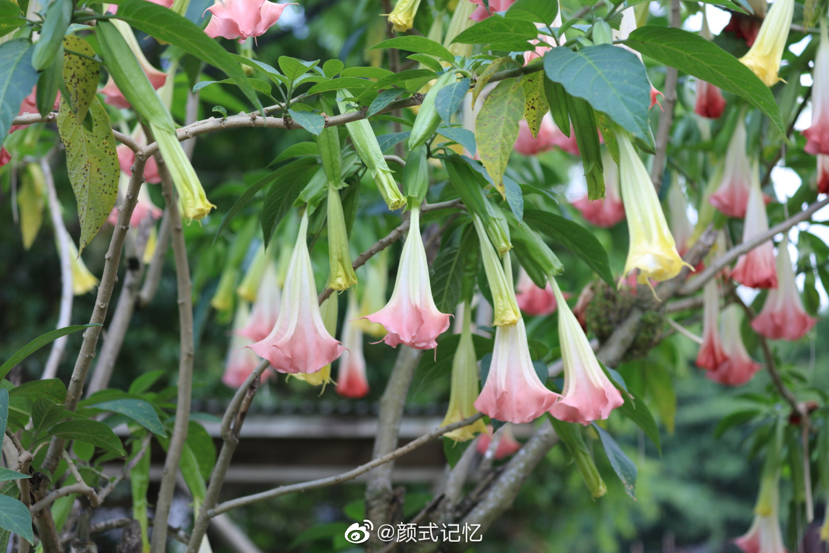 适意一一大花曼陀罗花情花醉心花洋金花万桃花大喇叭花