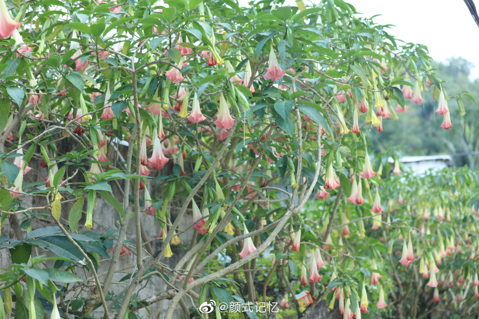 适意一一大花曼陀罗花(情花)(醉心花、洋金花、万桃花、大喇叭花)