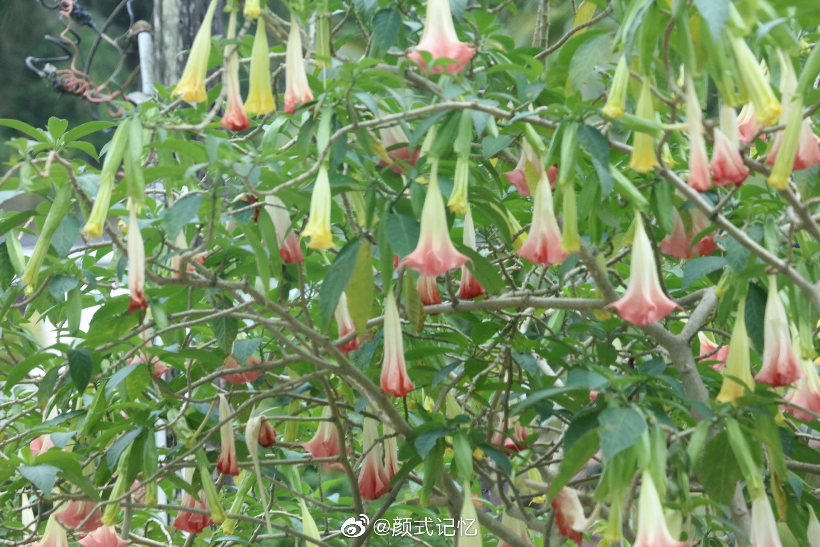 适意一一大花曼陀罗花(情花)(醉心花、洋金花、万桃花、大喇叭花)