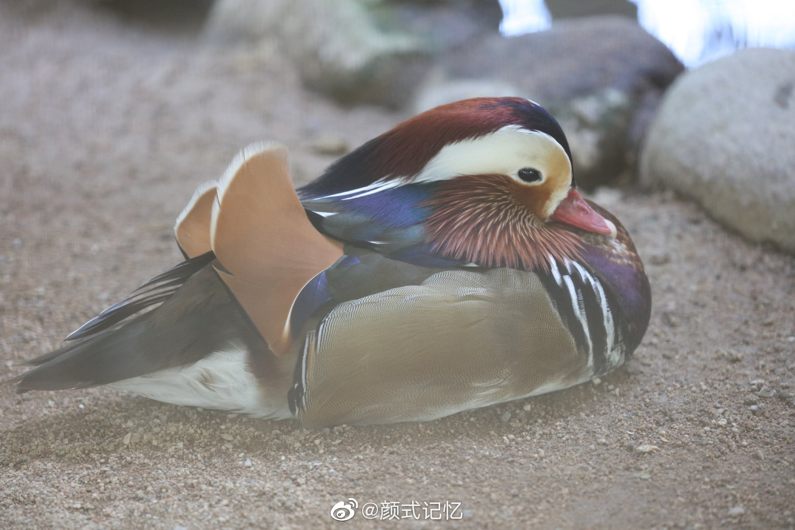 千年长交颈欢爱不相忘一一鸳鸯中国官鸭