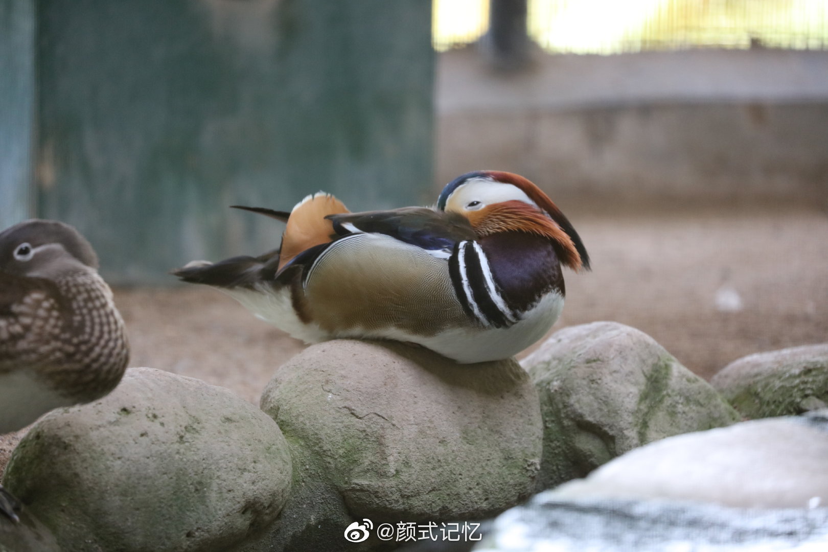 千年长交颈欢爱不相忘一一鸳鸯中国官鸭