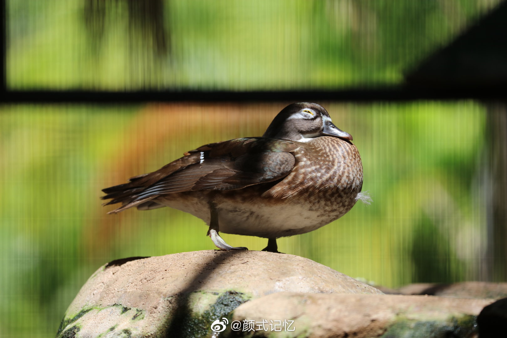 千年长交颈欢爱不相忘一一鸳鸯中国官鸭