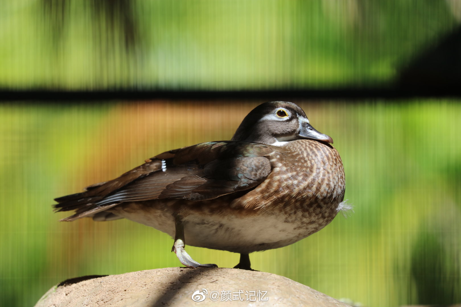 千年长交颈欢爱不相忘一一鸳鸯中国官鸭