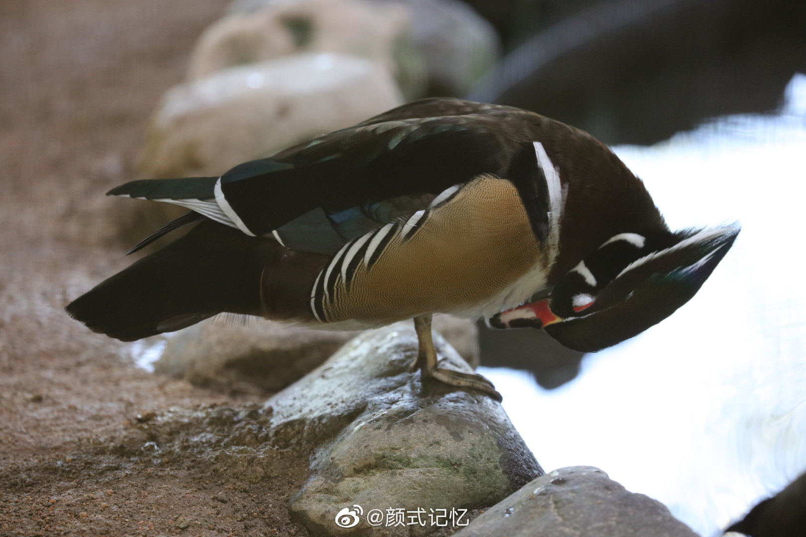 千年长交颈欢爱不相忘一一鸳鸯中国官鸭