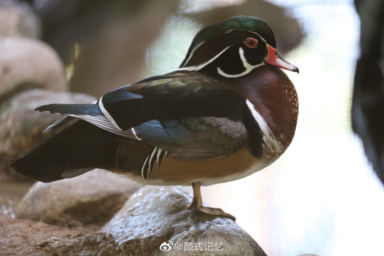 千年长交颈欢爱不相忘一一鸳鸯中国官鸭