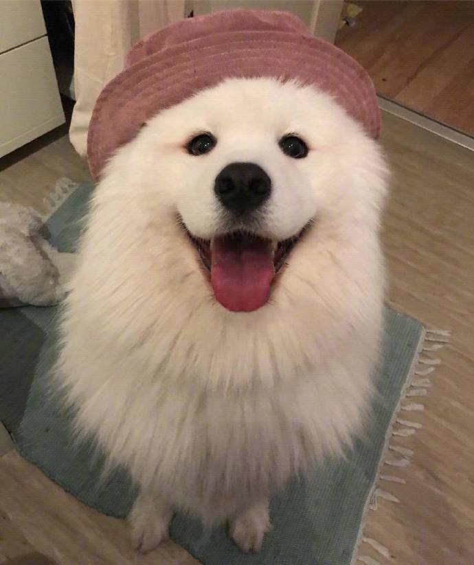 自带桃花妆容的萨摩耶