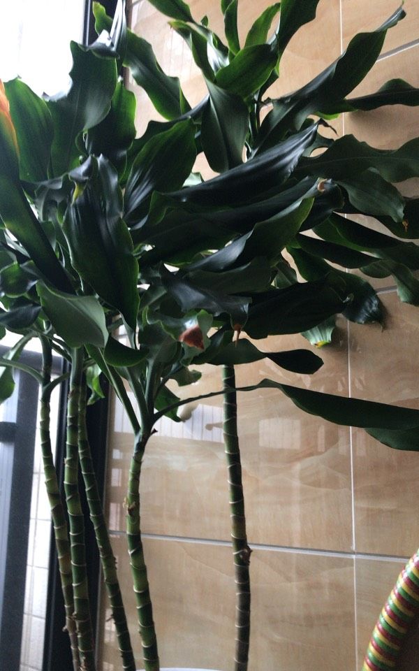 教你5招,选好土壤,做好养护,叶大油绿,真好看