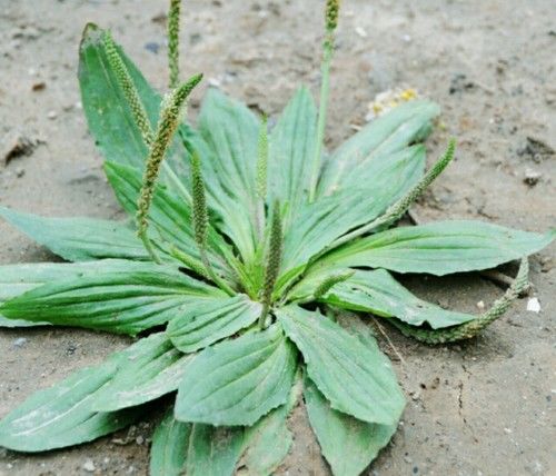 它和车前草相似名叫驴耳朵春天可做野味夏秋可采入药