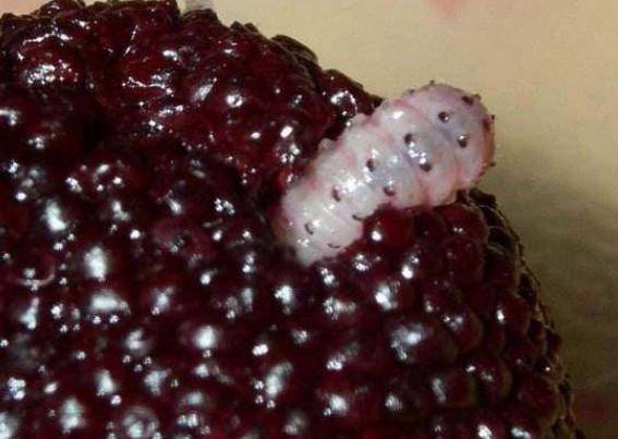 但是阿婆却说,这样的桑葚才是好桑葚,那只是果蝇幼虫而已,对人体肯定