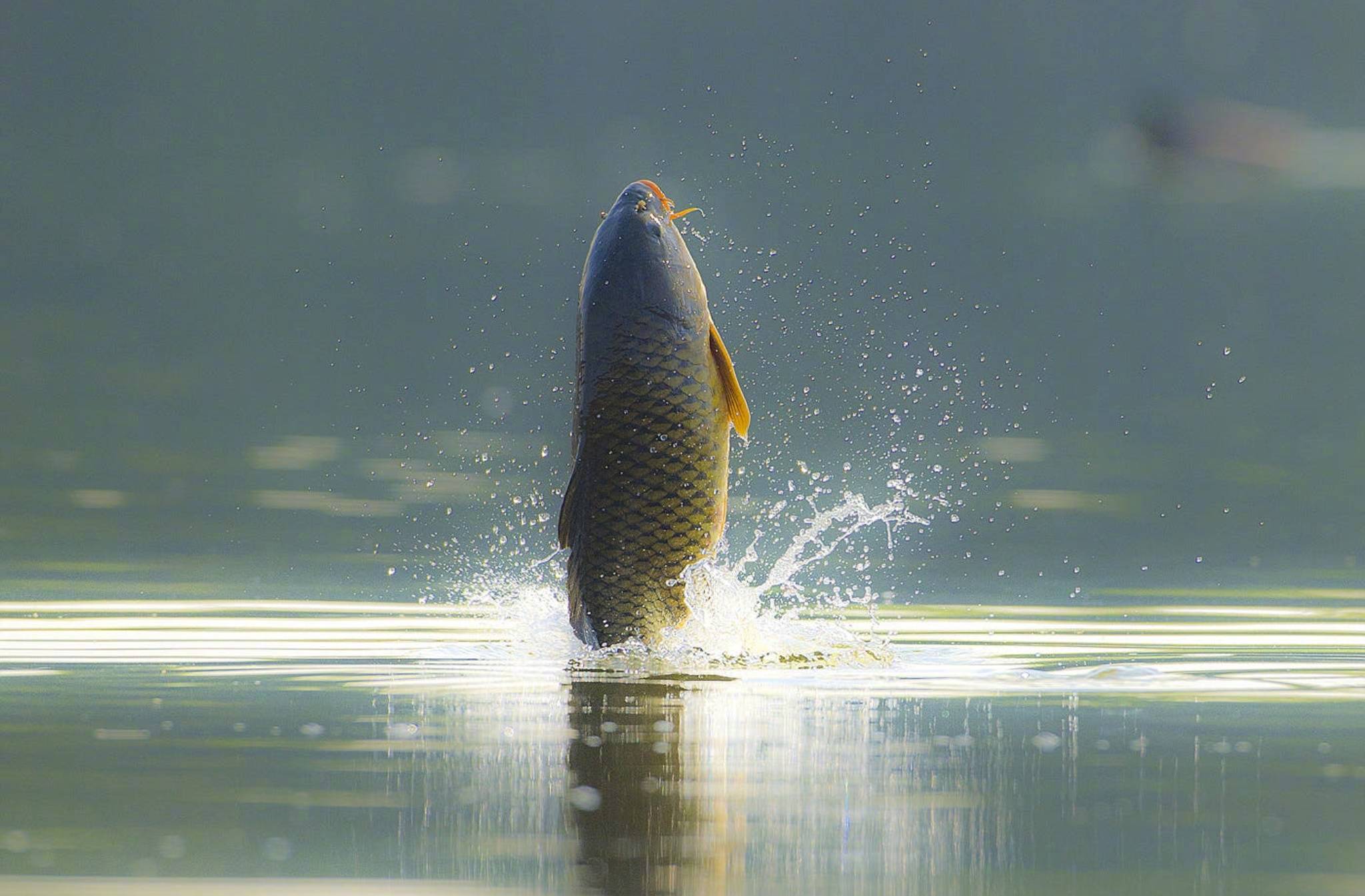 转发鱼跃水面,好运一跃而起!