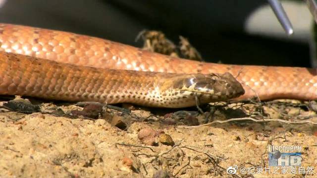 澳大利亚死亡蝮蛇 australian death adder