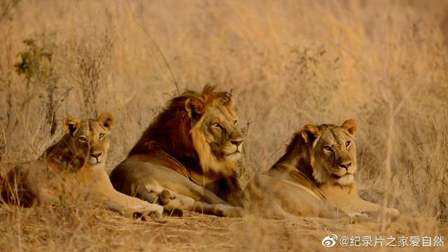 狮群的优势 The Advantage of a Pride|族群|阿哈|狮群_新浪新闻