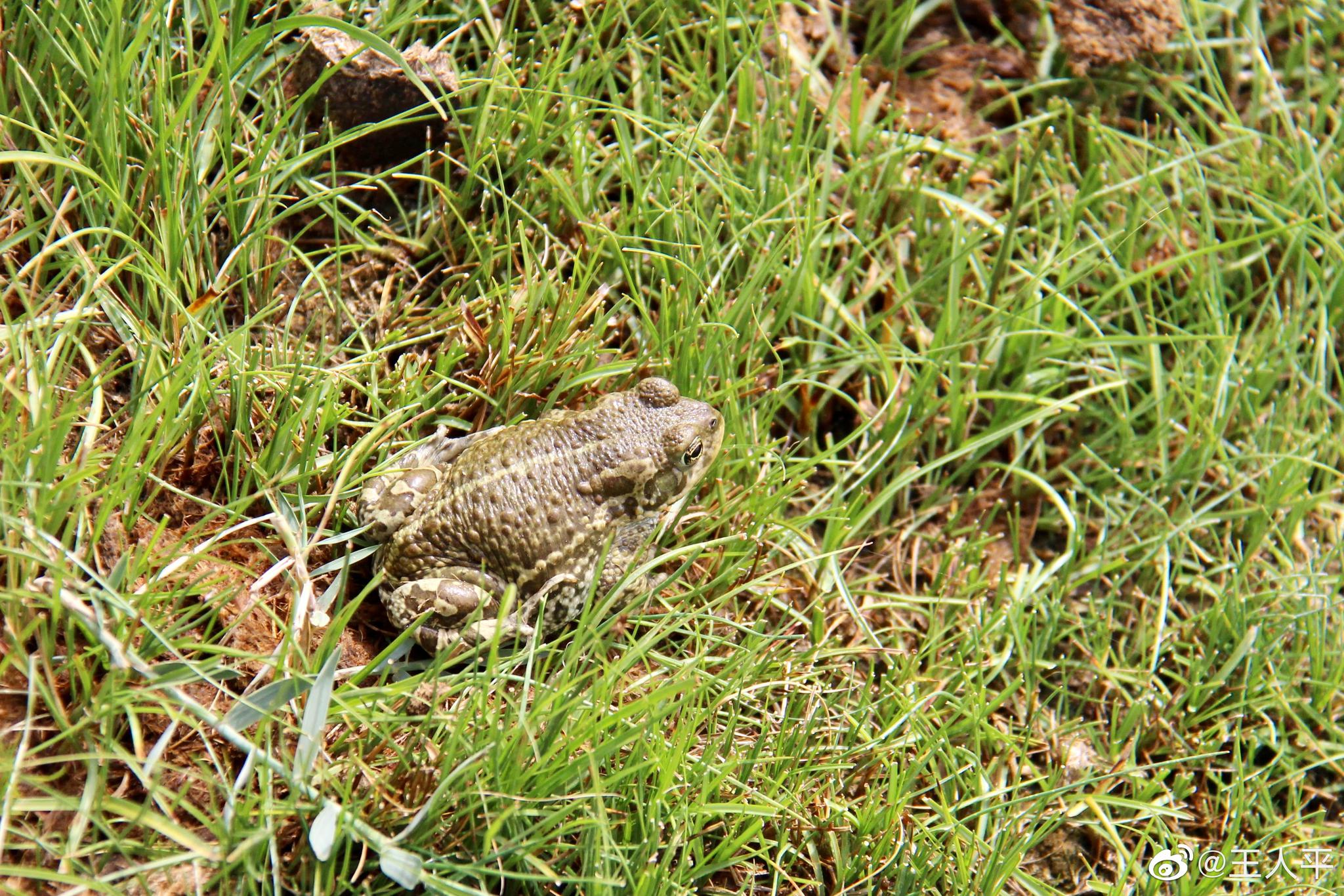 沙漠中的植物和动物绽放着最顽强的生命力敬畏自然敬畏生命