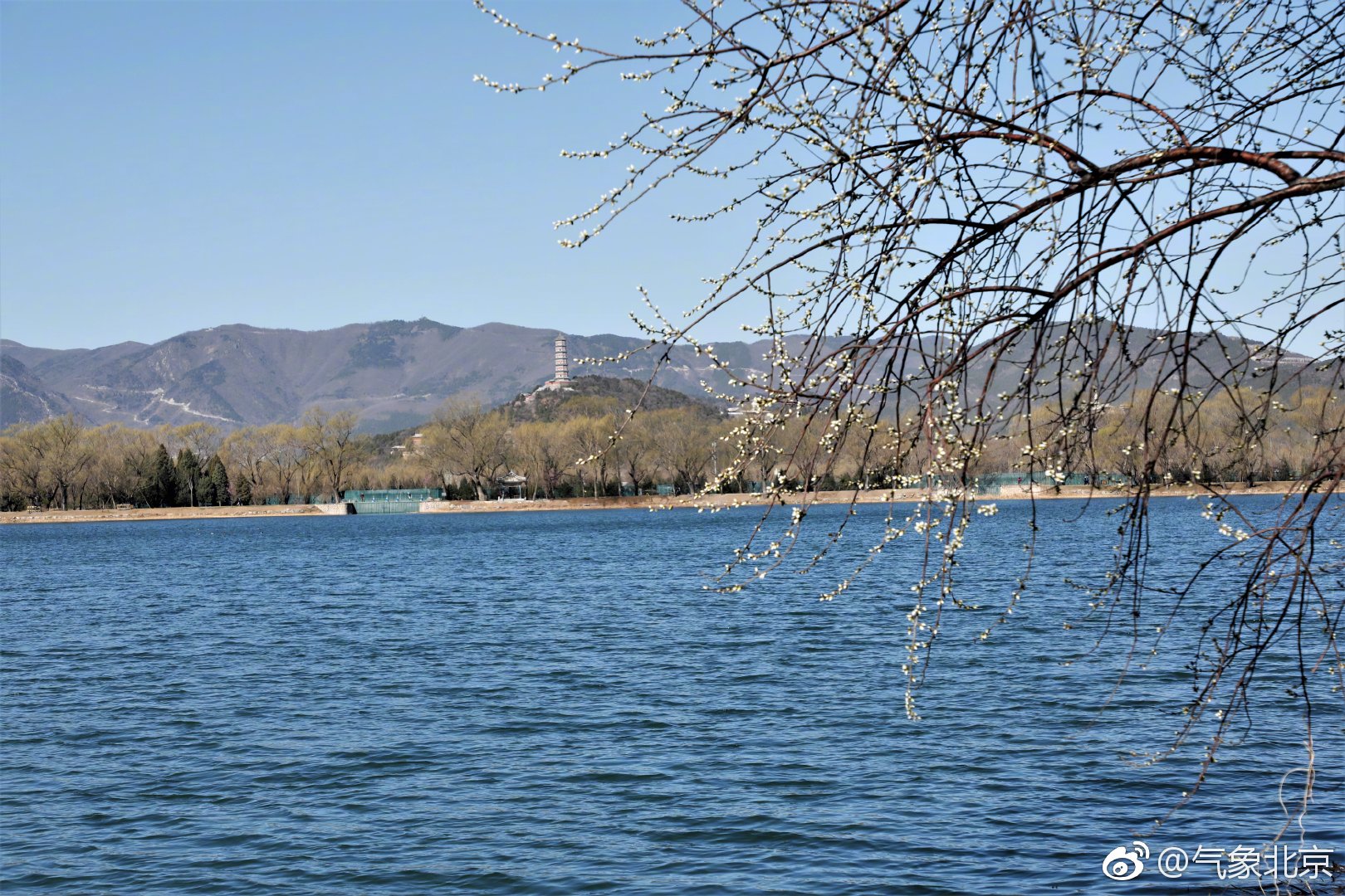 早春二月颐和园桃花含苞待放西堤将再现靓丽桃花风景线兔兔摄