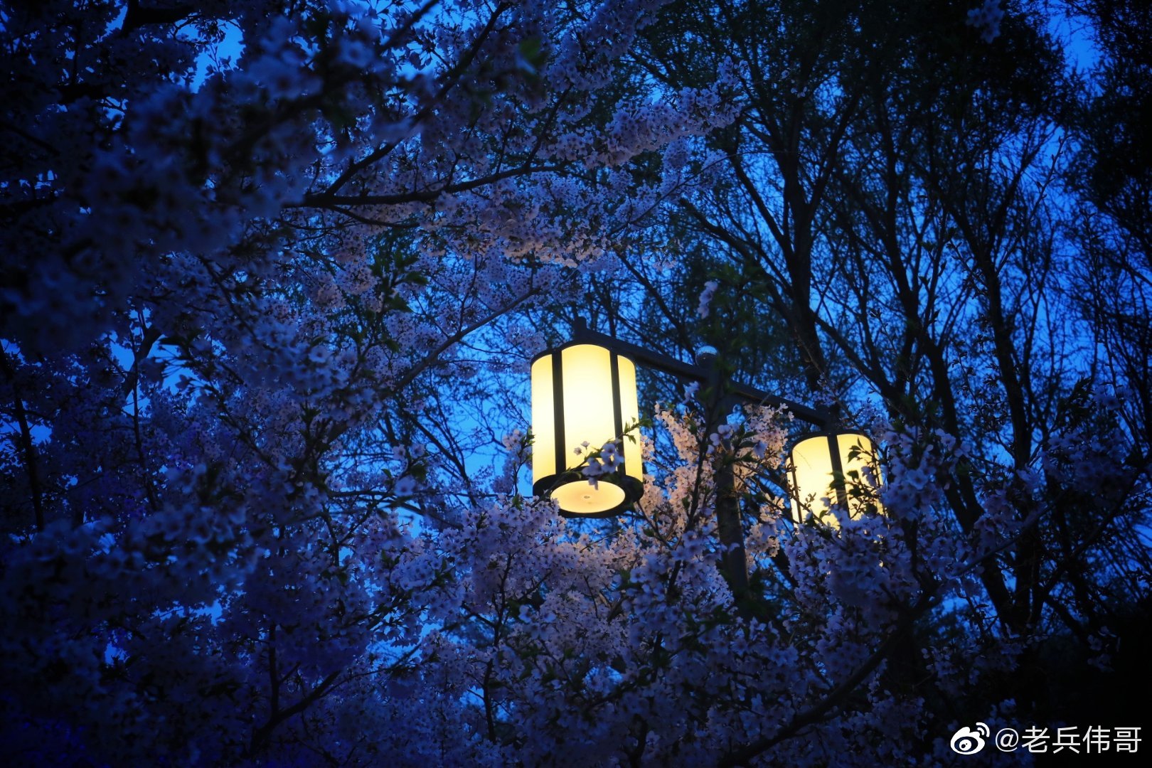 如果赶上天气不给力也不必失望,你有可能遇上一场落樱缤纷的樱花雨