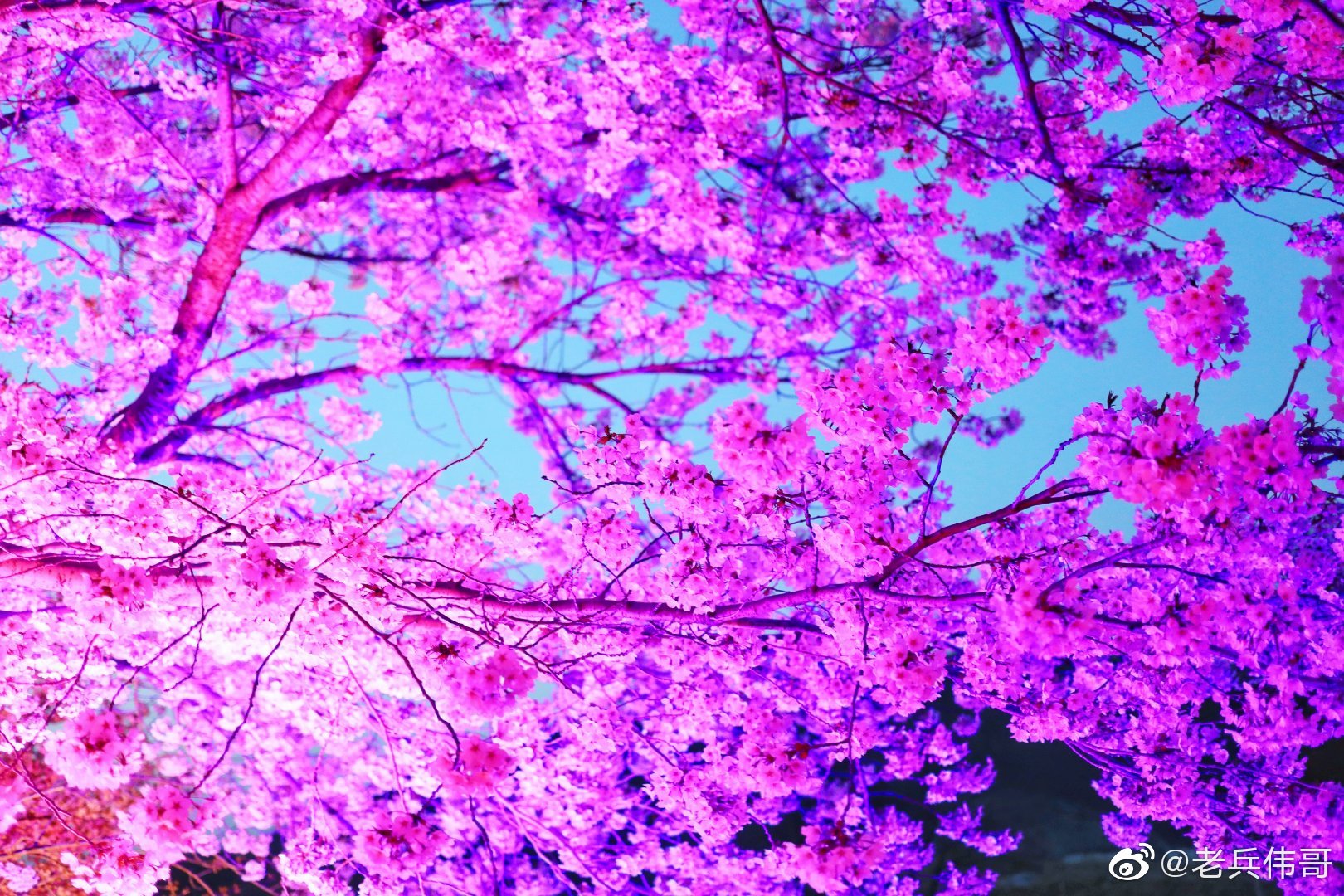 夜色阑珊时,樱花园里一片璀璨——夜色中的樱花园成为一片梦幻的海洋.