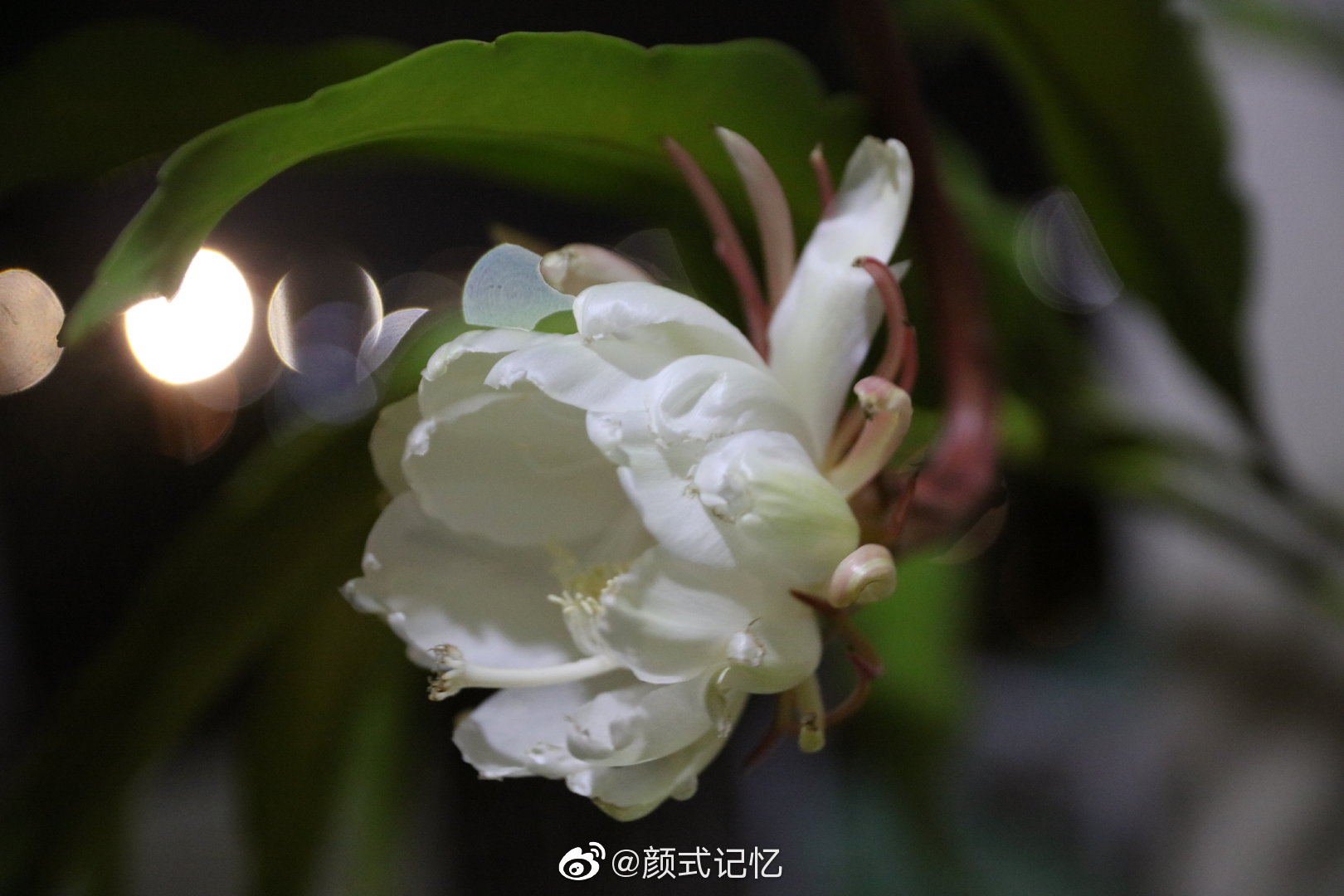 守候花开(圣花,灵瑞之花)一一昙花(优昙花,山玉兰)