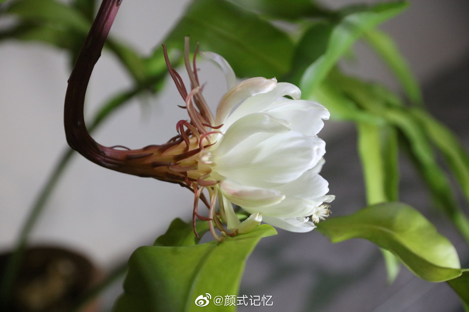 守候花开(圣花,灵瑞之花)一一昙花(优昙花,山玉兰)
