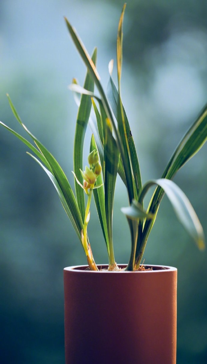 秋兰抱幽香 …早安_高清图集_新浪网
