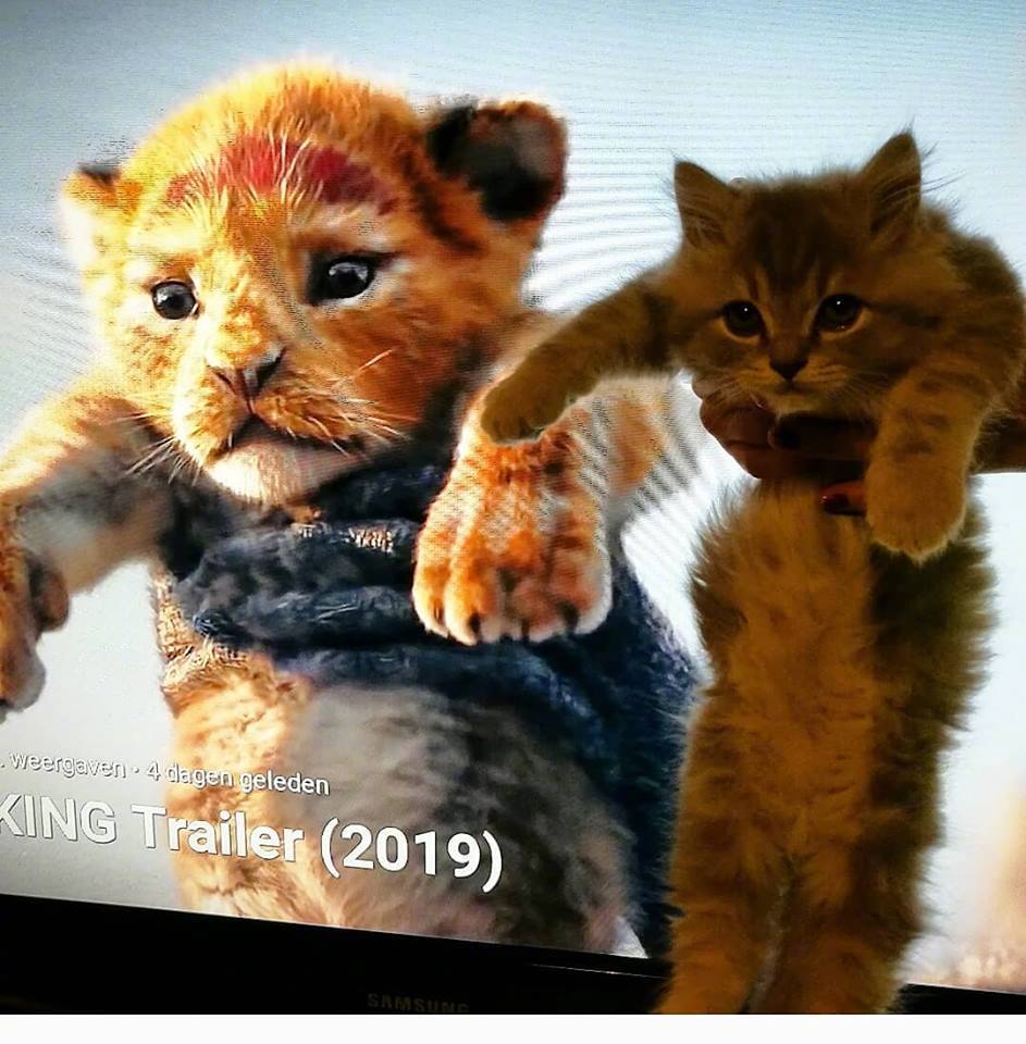 真人版狮子王的辛巴被网友玩坏了