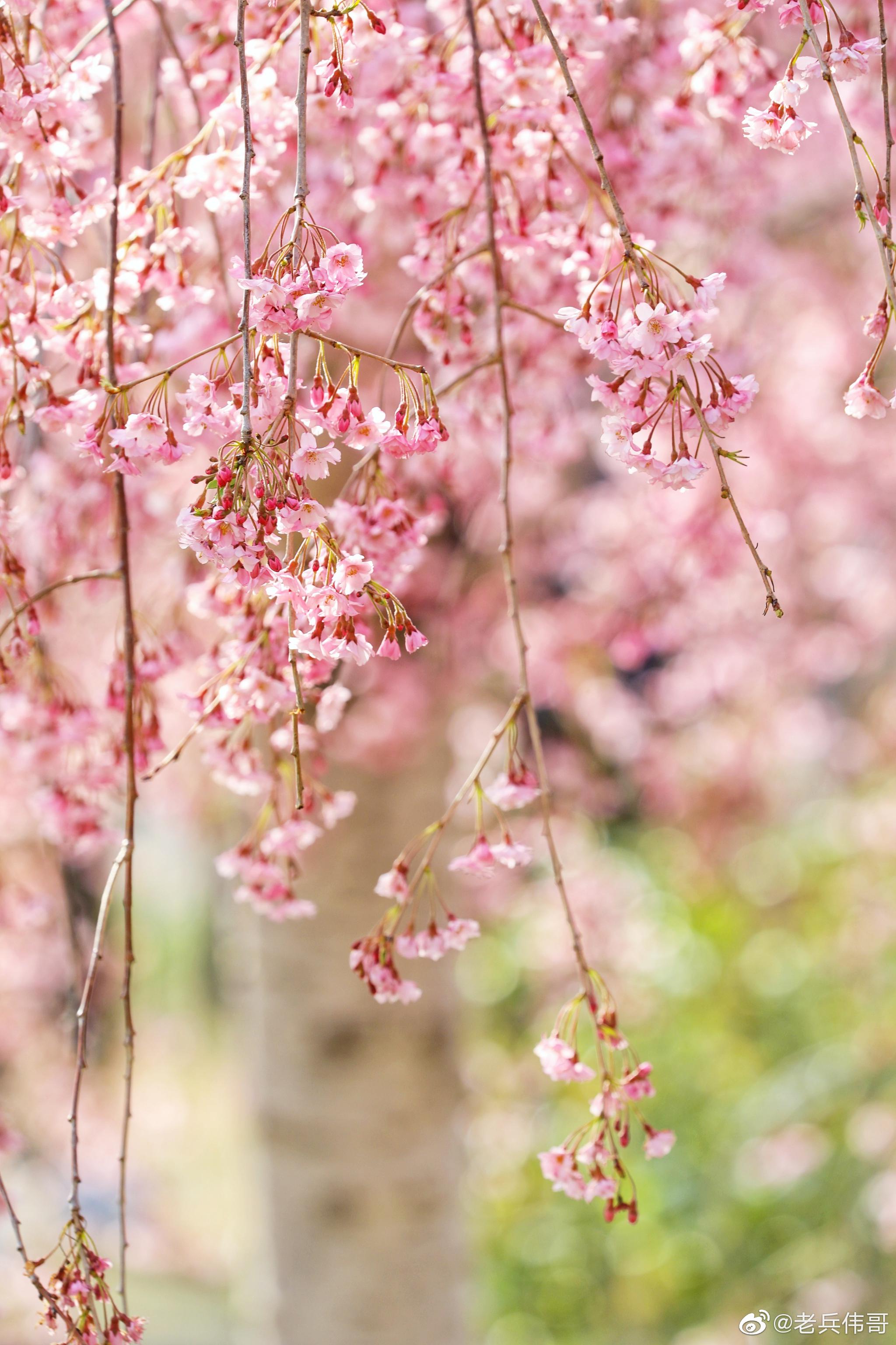 遇见大连61垂枝樱|垂枝樱|樱花|脑海_新浪新闻
