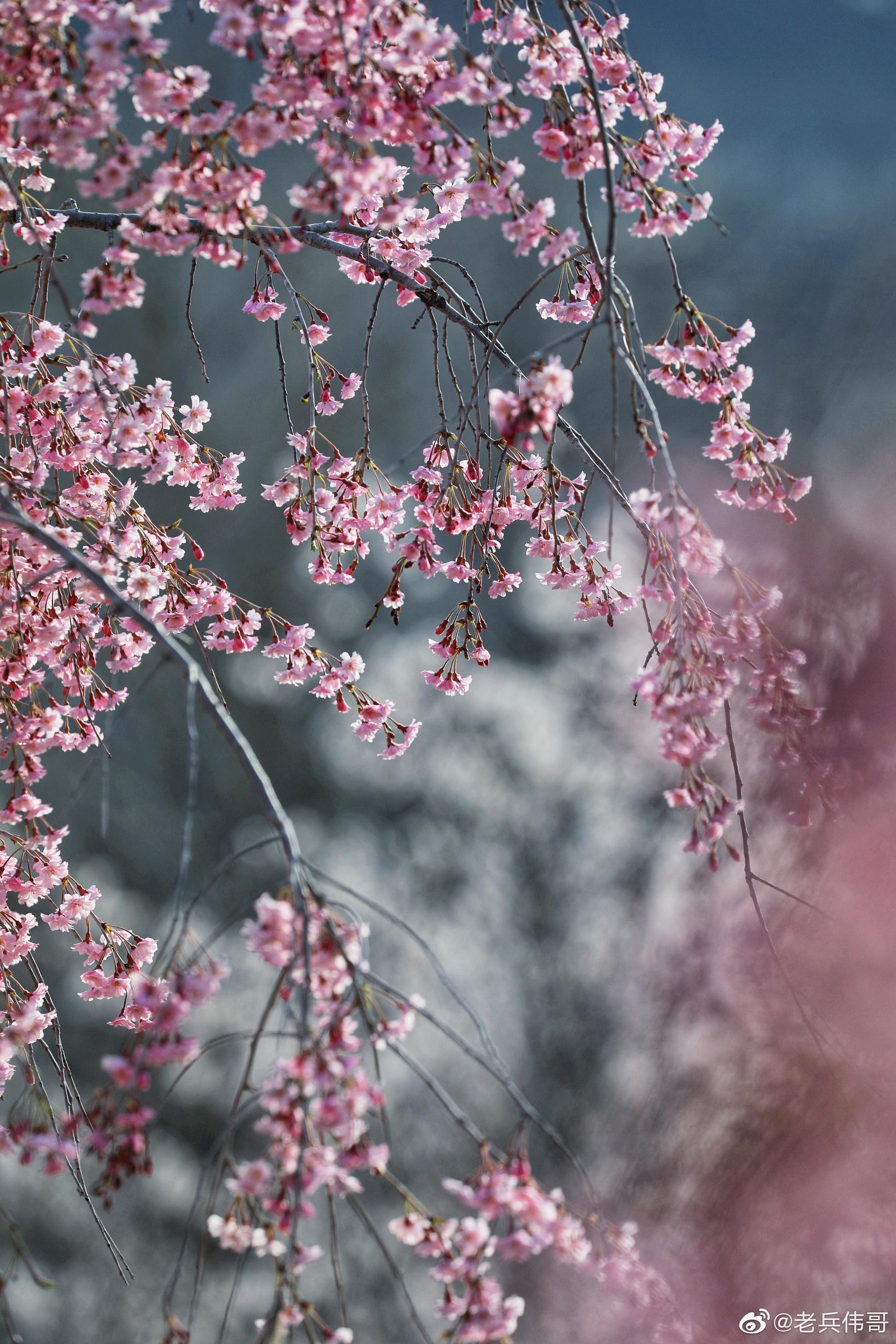 遇见大连61垂枝樱|垂枝樱|樱花|脑海_新浪新闻