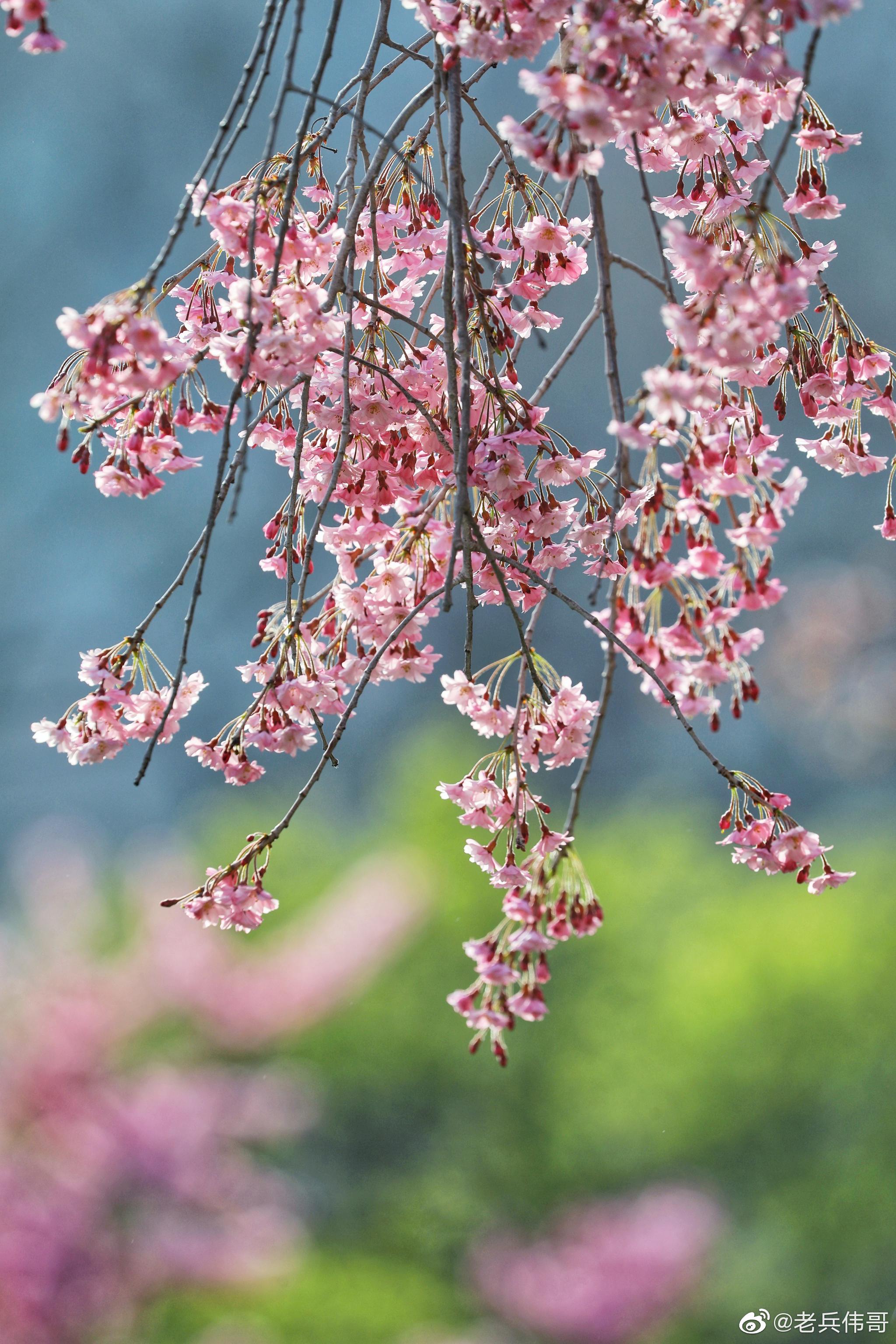 遇见大连61垂枝樱|垂枝樱|樱花|脑海_新浪新闻