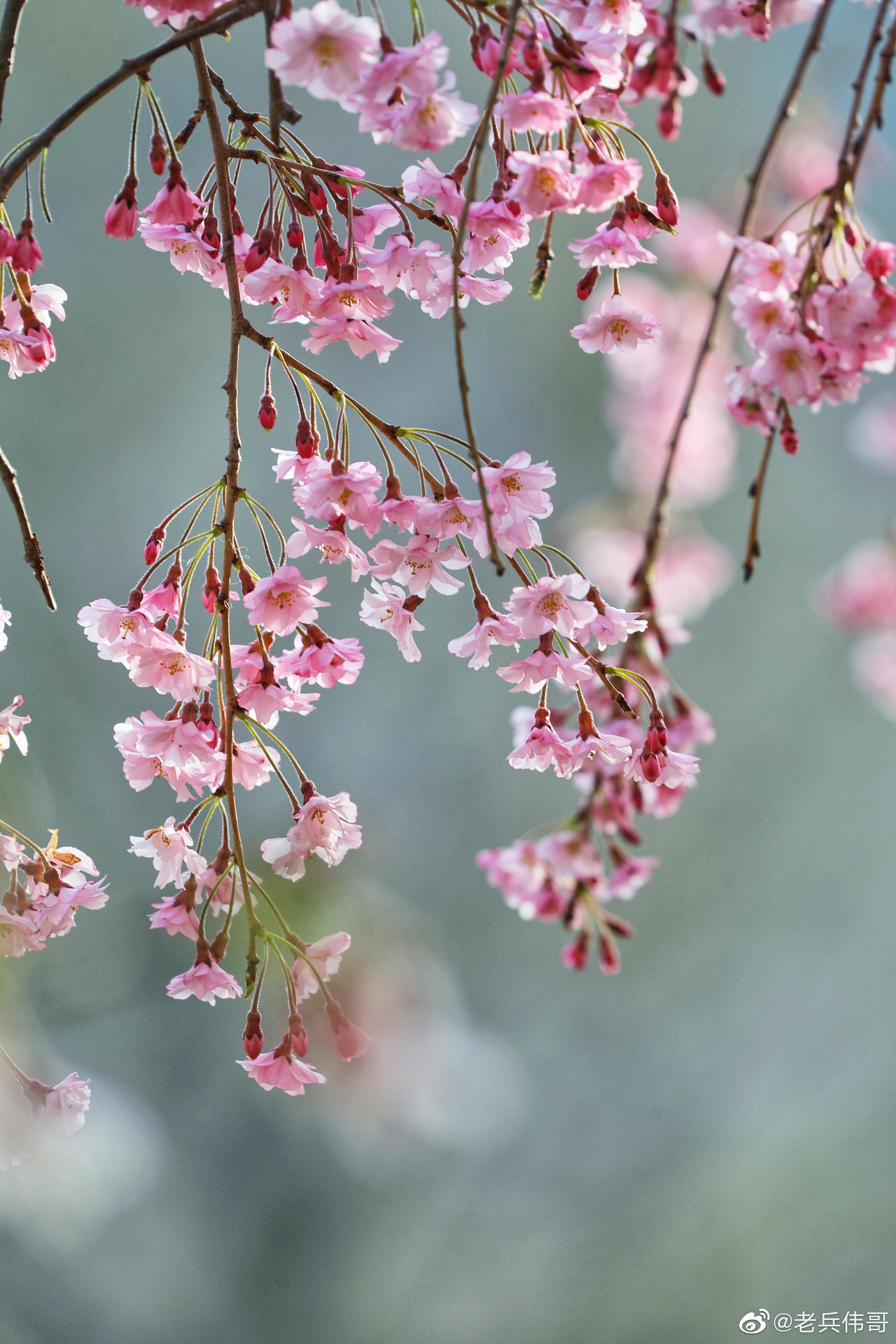 遇见大连61垂枝樱|垂枝樱|樱花|脑海_新浪新闻
