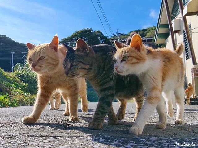 气场最强的社会喵