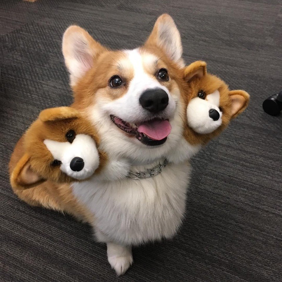 三头地狱犬 好可怕啊
