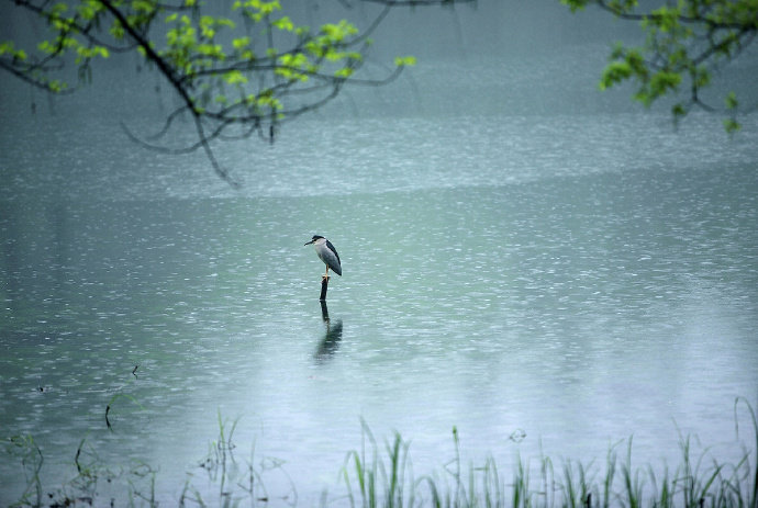 一江风雨草连天 …早安|一江|风雨_新浪新闻