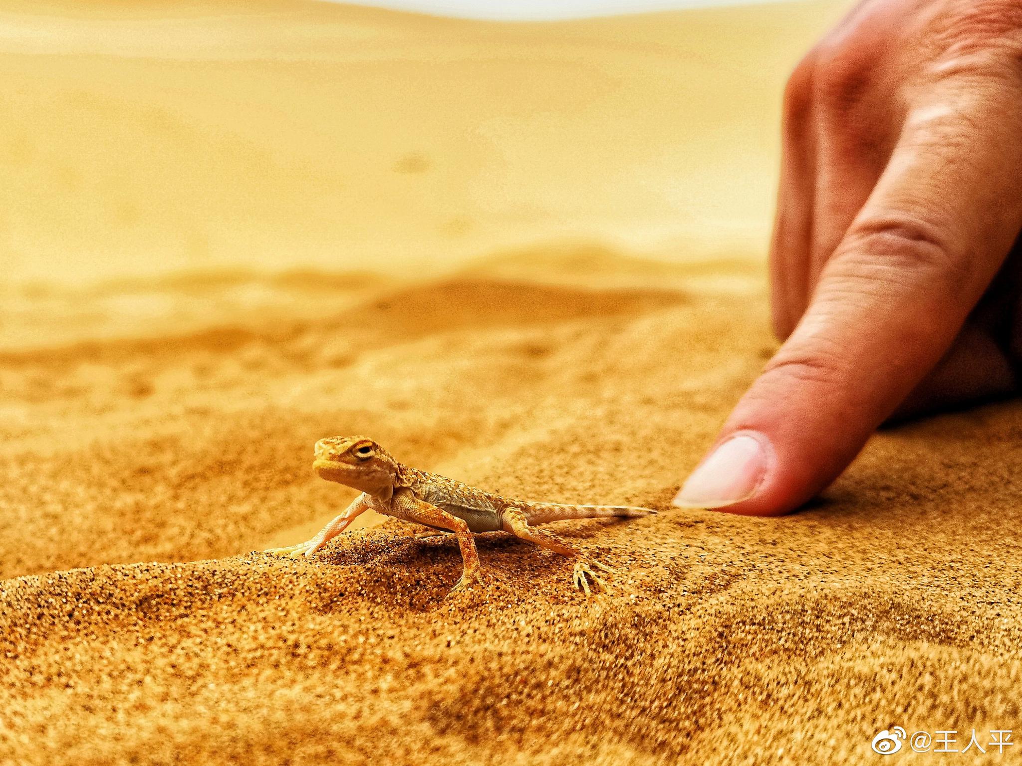 沙漠中的植物和动物绽放着最顽强的生命力敬畏自然敬畏生命