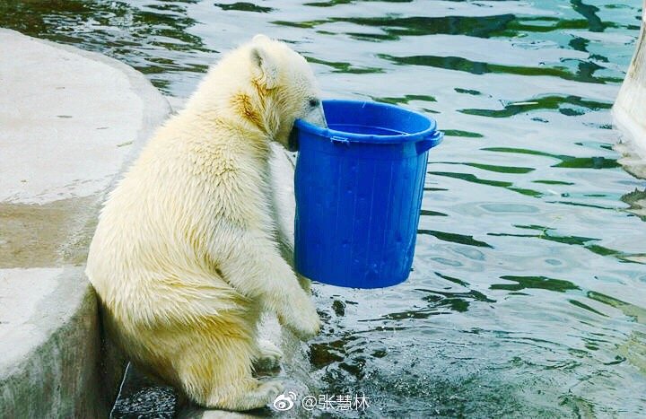 动物园里的北极熊|北极熊|大桶水|动物园_新浪新闻