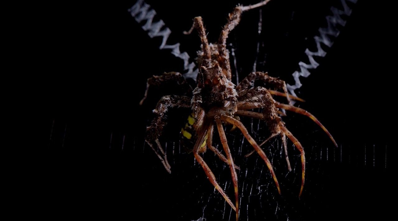 蜘蛛斗法 spider vs. spider