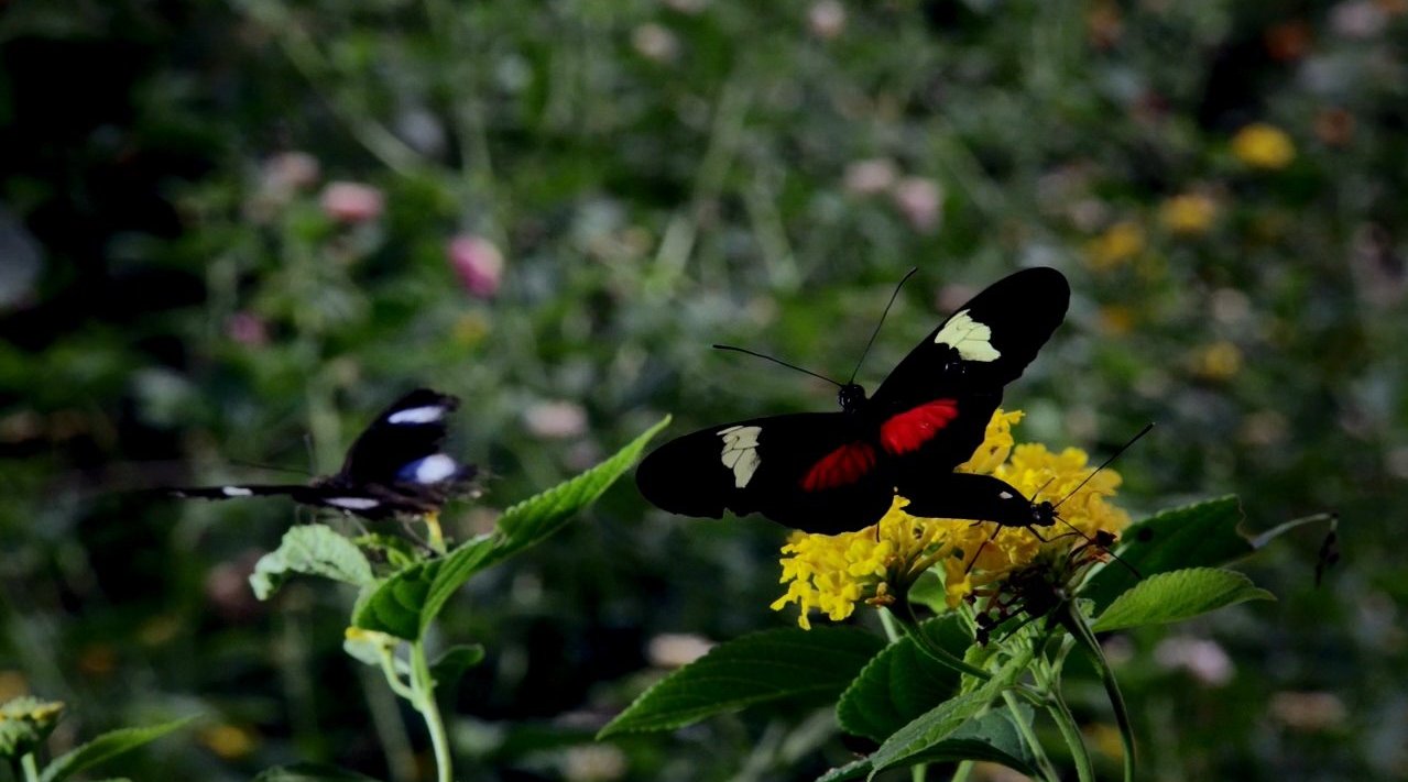 羽化成蝶 A Butterfly Emerges_新浪新闻