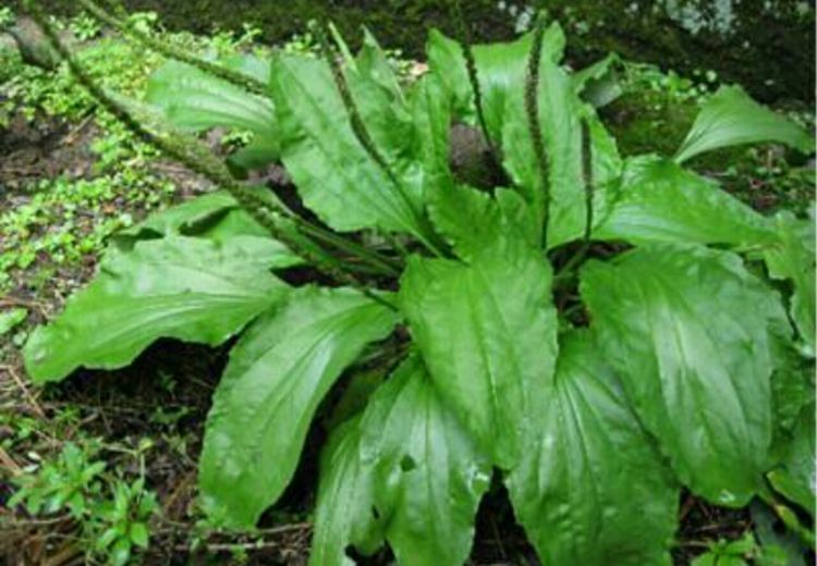 它和车前草相似名叫驴耳朵春天可做野味夏秋可采入药