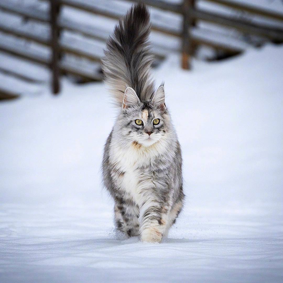 来自俄罗斯的tiara,战斗民族的猫也是威风凛凛的样子