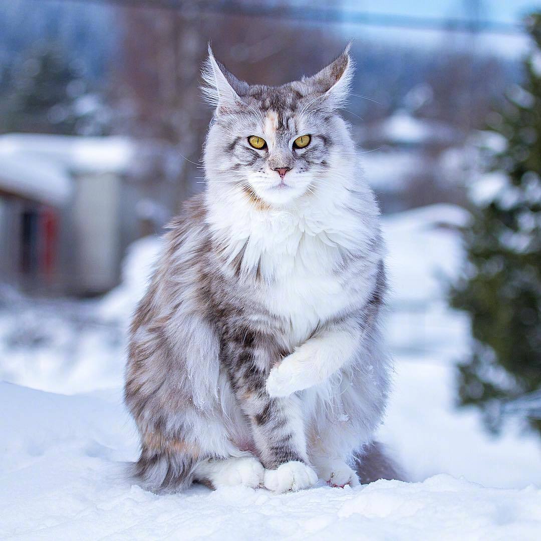 俄罗斯猫品种图片