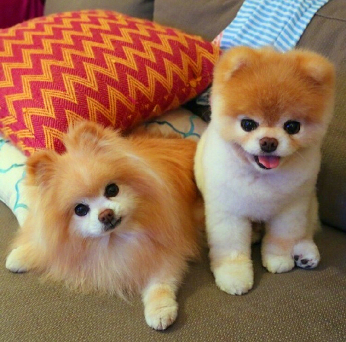 一对幸福的博美情侣,简直迷死人了!