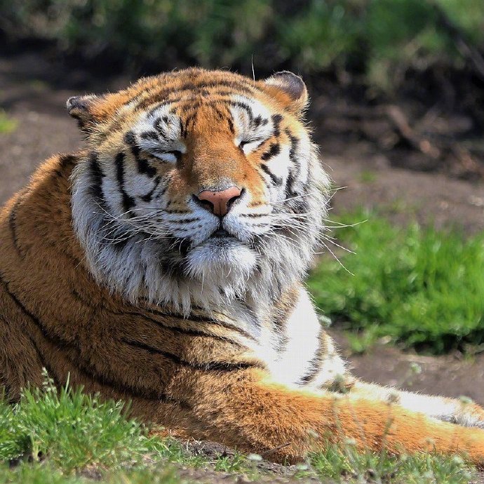 春日暖阳里惬意的虎大王