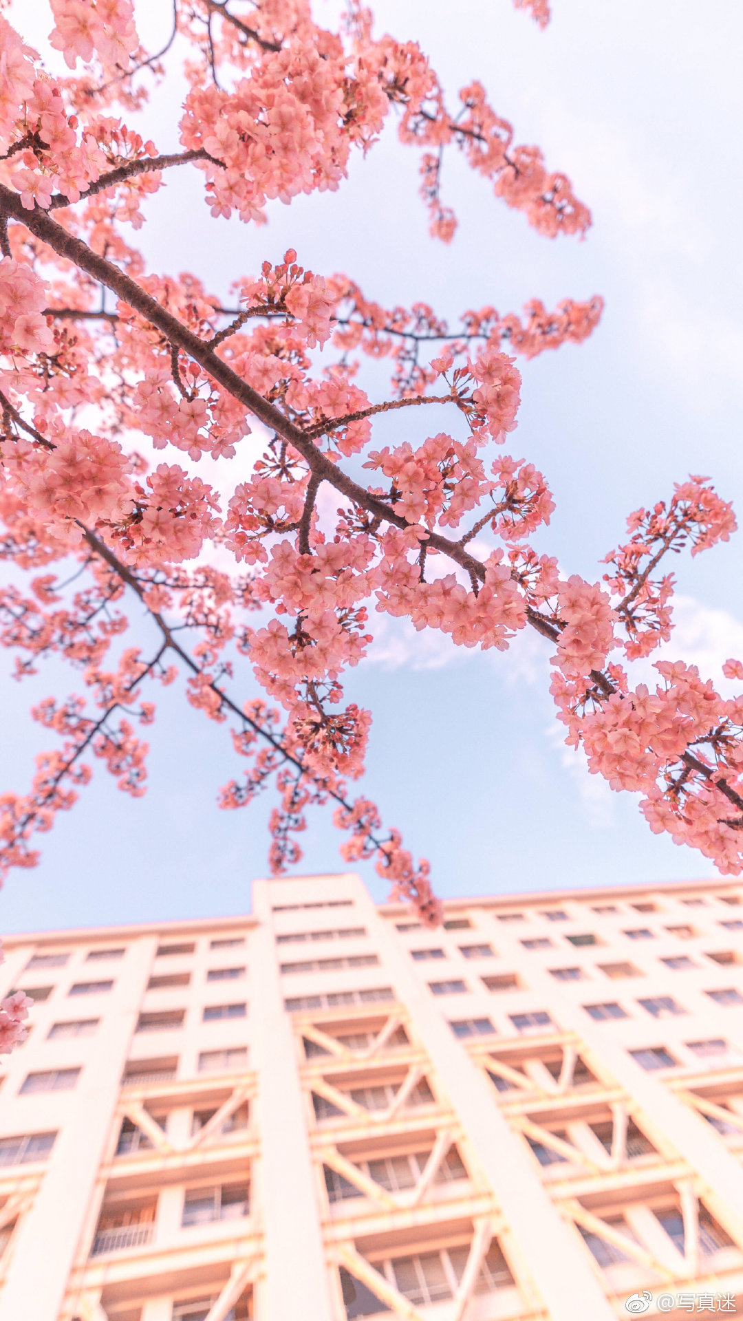 温柔的樱花树下 @日本旅拍摄影师kelvin李|樱花树|摄影师|日本_新浪新