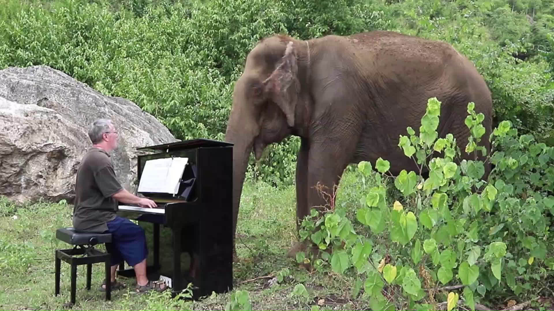 为80岁大象演奏钢琴曲 月光 debussy "clair de lune" 为忙碌的一