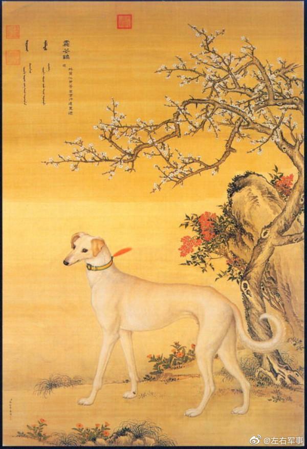 细犬,或称中国细犬,是一种产于中国的速度型猎犬|品系|东非|长尾|间距|种类_新浪新闻