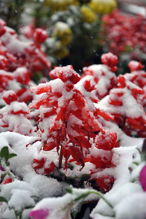 香风扑吹红雪早安
