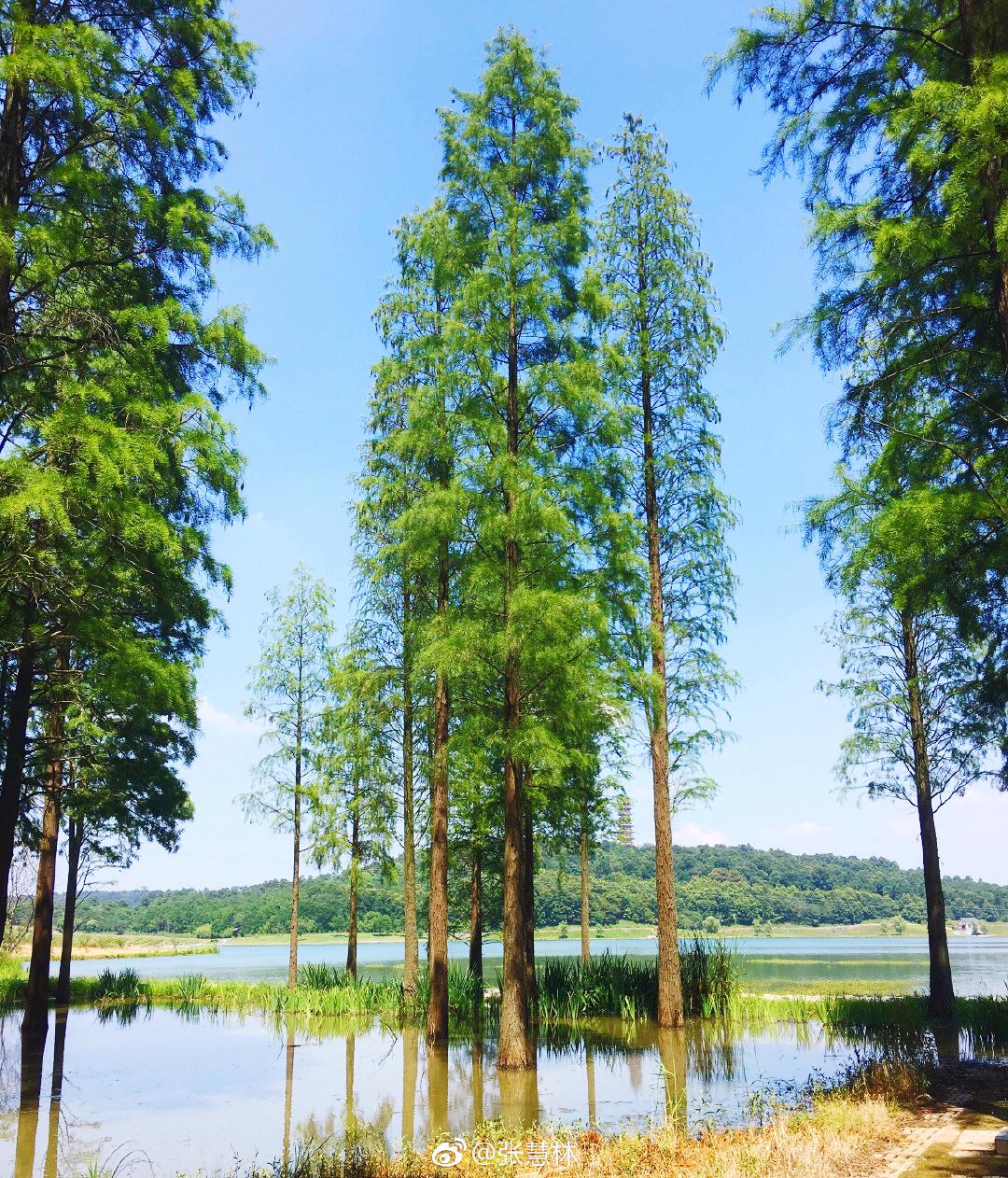 平山森林公园位于南京市六合区境内的平山林场.境内山林起伏