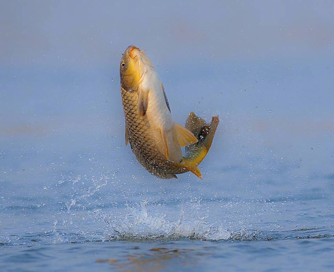 转发鱼跃水面,好运一跃而起!