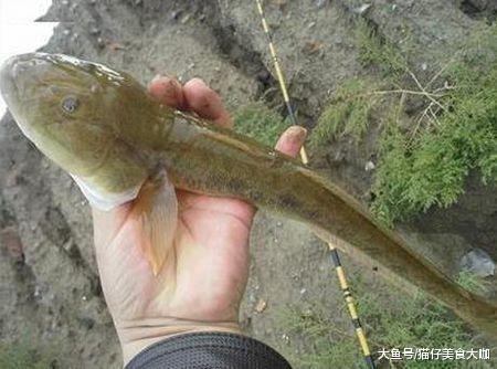 这种鱼只有冬天才能吃到, 比刀鱼还肥美鲜嫩, 却没有几人知道|沙光鱼