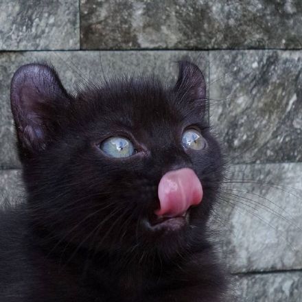 菲律宾网友家的黑色美国卷耳猫好像小恶魔啊